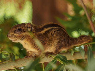 Swinhoe's striped squirrel sitting on a branch