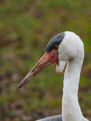 Wattled crane head detail - closeup portrait