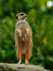 Meerkat guard standing on the rock