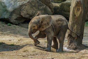 Baby african elephant