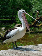 Australian pelican with open beak on the lake shore