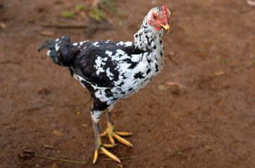 Hen - close up details of hen, Hen in the garden