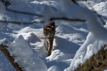 Luchs in der Winterlandschft
