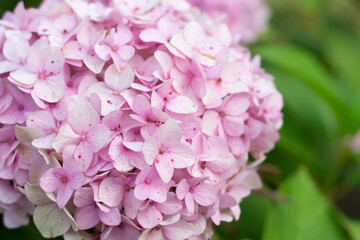 Purple hortensia hydrangea big flower