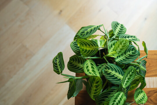 Overhead view of green maranta houseplant leaves on a table indoors