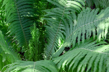 Fresh tropical foliage. Summer green texture of ferns