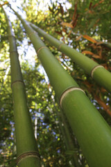 Closeup of green thick bamboo stalks in bamboo grove