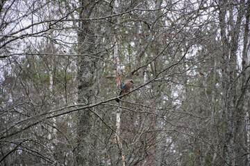 Eurasian jay Garrulus glandarius in autumn forest. Branches without leafs. High quality photo