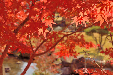 耶馬溪ダム・溪石園の紅葉