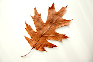 beautiful autumn dry carved leaf from wood on a white background, top view, blanks for children's crafts and lessons
