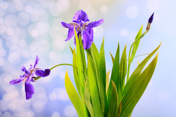 The beautiful irises are in bloom