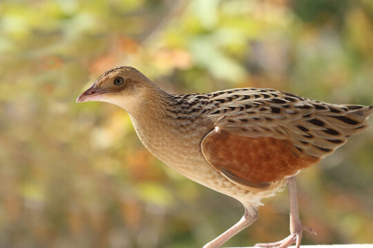 The corn crake, corncrake or landrail (Crex crex) is a bird in the rail family. It breeds in Europe and Asia as far east as western China, and migrates to Africa for the Northern Hemisphere's winter