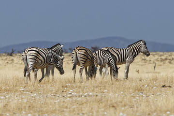Fototapeta na wymiar Zebras in Nebrownii