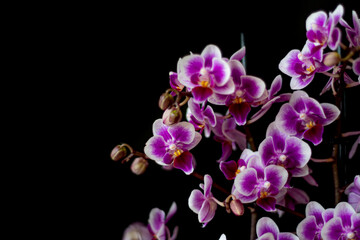 Fototapeta na wymiar Floral pattern isolated on black background. Many small Phalaenopsis blooms with purple petals and yellow parts. Selective focus on the details, blurred background.