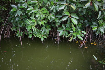 Mangrove plant on the edge of the swamp