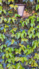 ivy on the wall