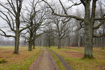 Fototapeta na wymiar Very nice landscape path walkway in autumn park with naked trees without leafs and grey sky. High quality photo