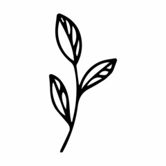 vector illustration of a leaf in doodle style