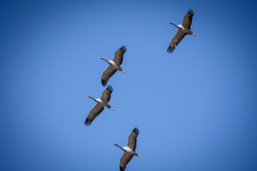 cranes on the shore