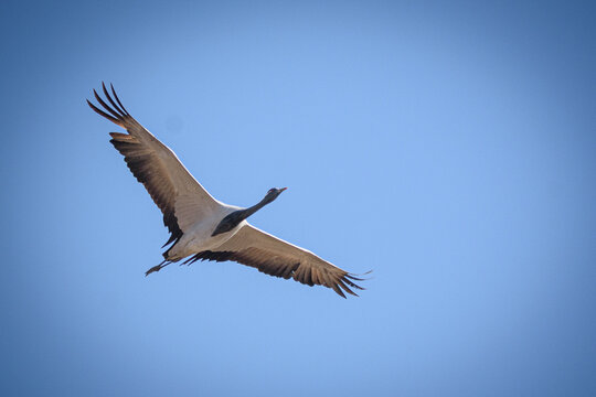cranes on the shore