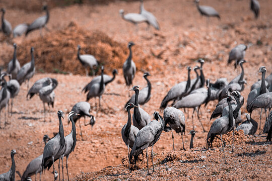 cranes on the shore