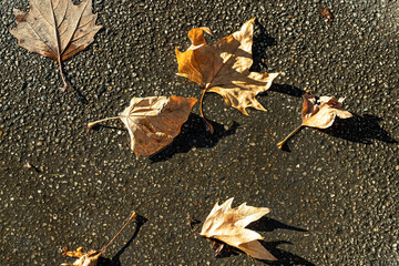 Dürre Ahornblätter auf Asphaltstrasse, Schweiz
