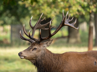 Red Deer Stag  Close up