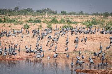 cranes on the shore