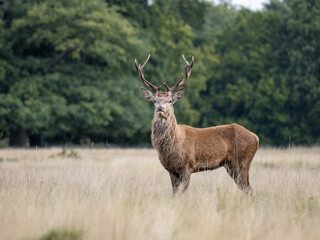 Red Deer Hind Standing in a Meadow