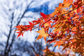 山奥の森に生える紅葉した楓