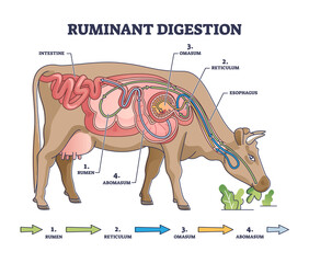 Ruminant digestion system with inner digestive structure outline diagram. Labeled educational scheme with rumen, reticulum, omasum and abomasum process stages vector illustration. Veterinary biology.