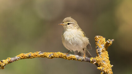 Willow Warbler looks at the photographer from the perch.