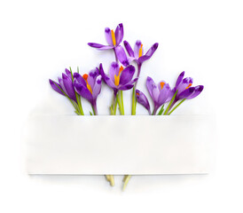 Violet crocuses and white paper card with space for text on a white background. Spring flowers. Top view, flat lay