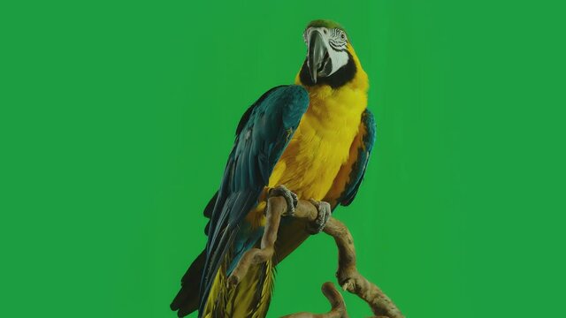Blue and Yellow parrot macaw ( Ara Ararauna ) flying or standing on branch on green screen background . Shot on ARRI Alexa cinema camera in Slow Motion .