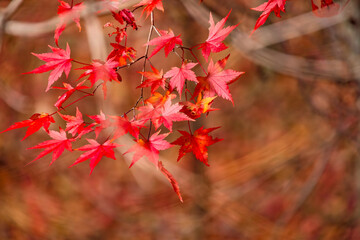 山奥の森に生える紅葉した楓