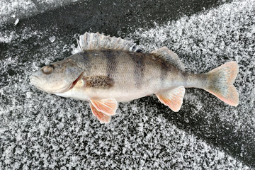 Winter fishing on the river, roach and perch fishing.
