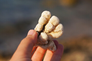 Environmenatl issues and dead coral in a woman's hand. Climate change, Rising Sea Temperatures, pollution and tourism concept.
