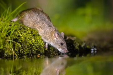 Brown rat in darkness drinking on river bank
