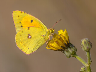 Clouded Yellow butterfly feeding on nectar