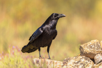 Common Raven gleaming in sunny weather