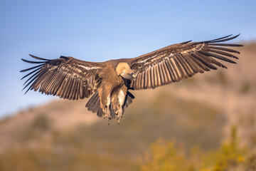 Griffon vulture flying and landing