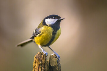 Great tit garden bird perched on branch