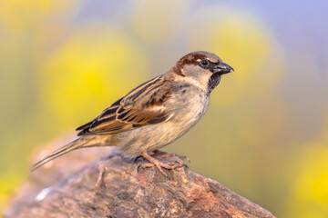House Sparrow Perched on Trunk green background