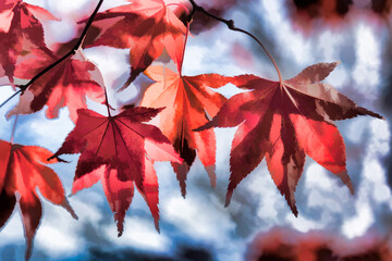 Bright red Acer leaves in the autumn sunshine