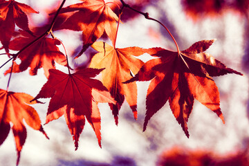 Bright red Acer leaves in the autumn sunshine - obrazy, fototapety, plakaty