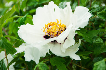 white tree peony flower close up
