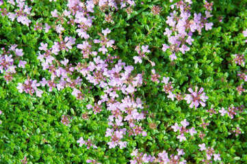 Thymus, thyme, flowering herb, background