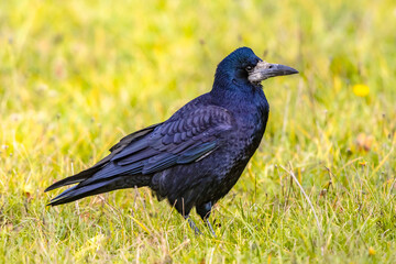 Portrait of Eurasian rook