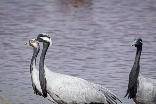 cranes on the shore