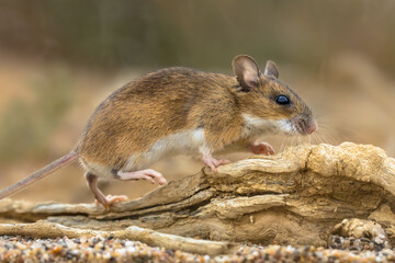 yellow-necked mouse on rock